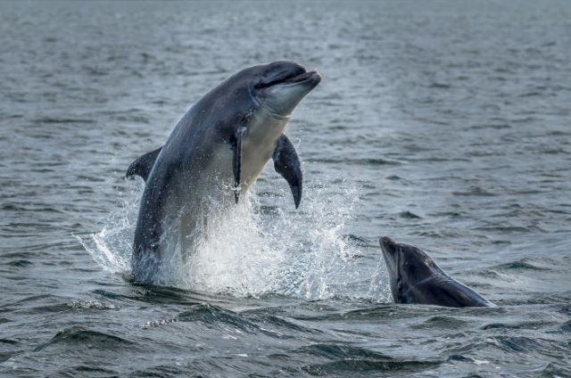 Two dolphins, Moray Firth, Scotland